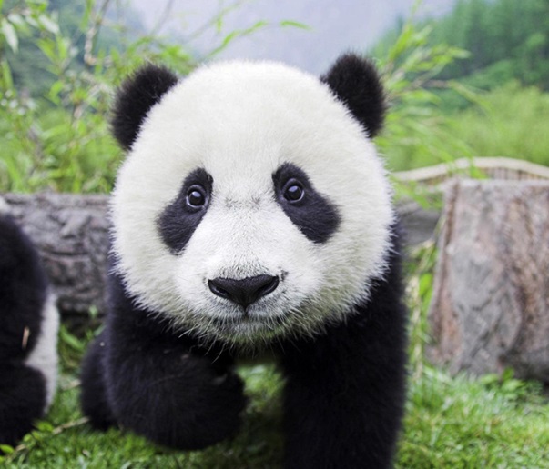 panda