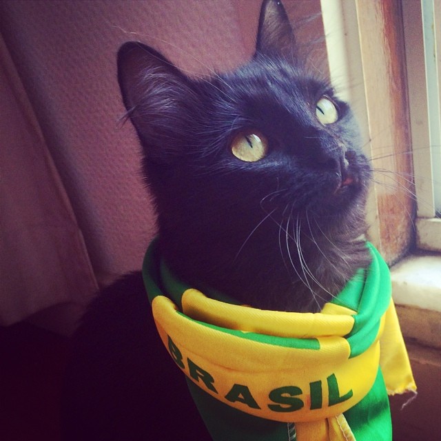 O gato de Paolo Oliveira vestido para a Copa 