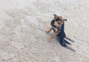 paralyzed-dog-puppy-rescue-thailand-canada-leo-15 (1)