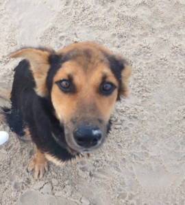 paralyzed-dog-puppy-rescue-thailand-canada-leo-2