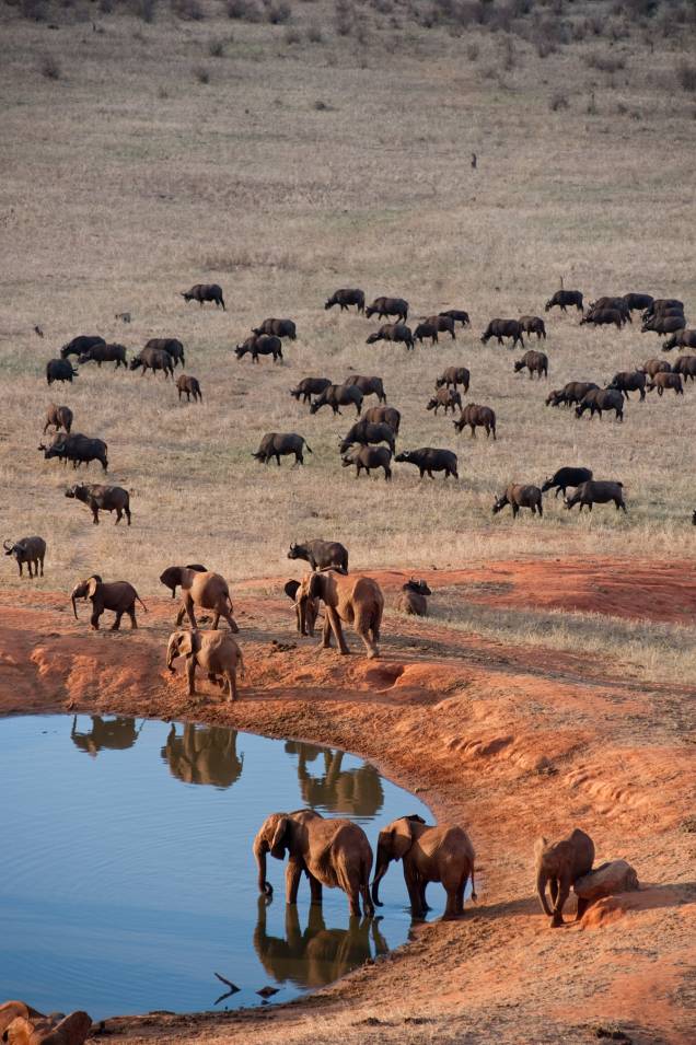 Born to Be Wild 3D: cena do Parque Nacional Tsavo no Quênia