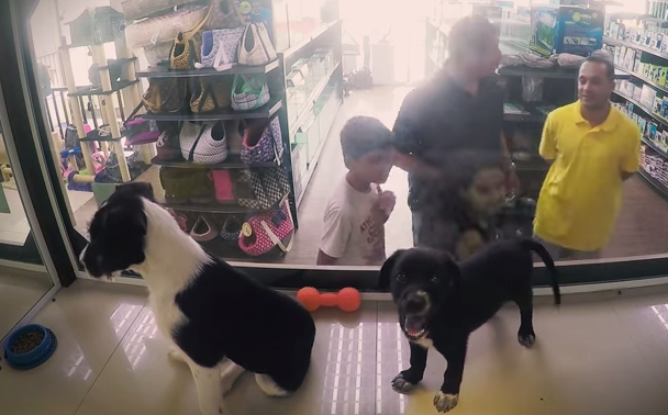 Ong surpreende consumidores em pet shop ao trocar animais à venda por bichinhos para adoção