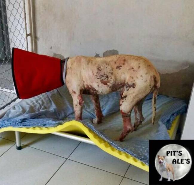 O cão em tratamento: 6000 reais foram gastos só com uso de pomadas