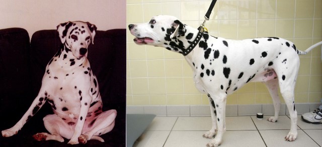 pongo