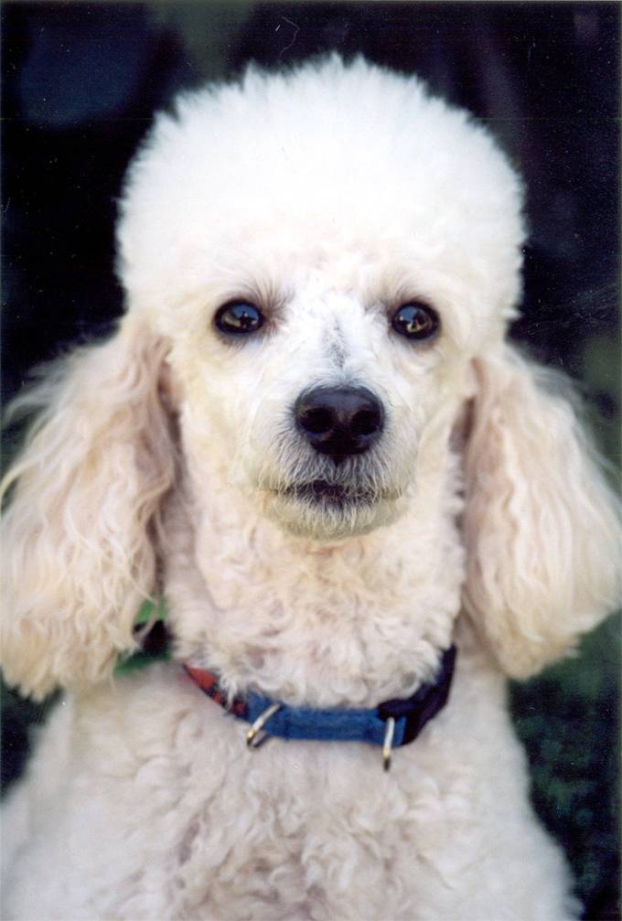 poodle