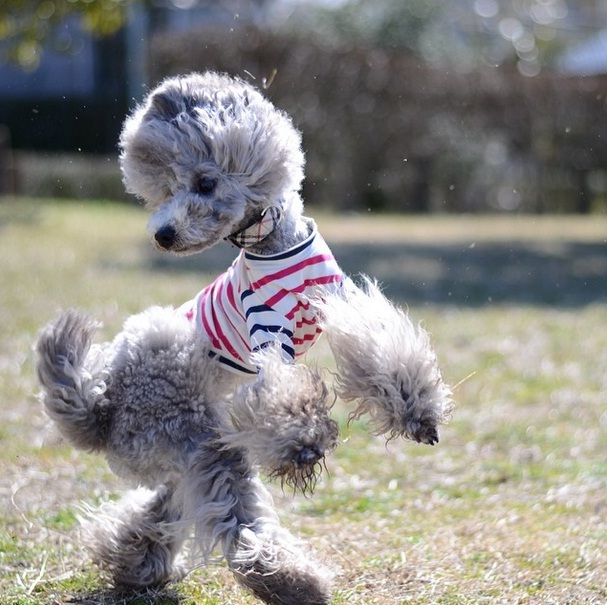Posso tosar meu cachorro no calor?