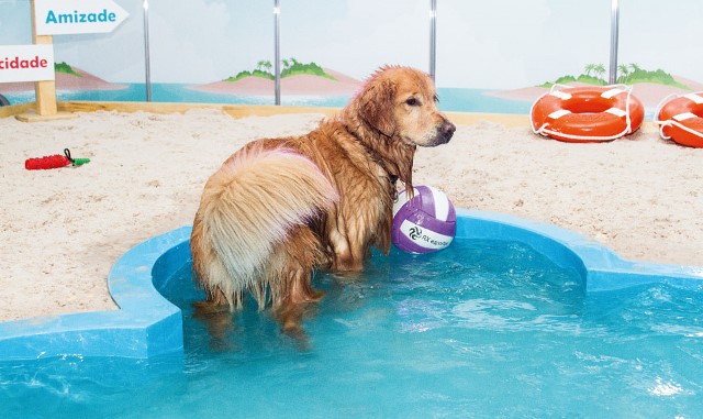 Pet&Play: parque de diversão para cães (Foto: Ana Paula Amaral)