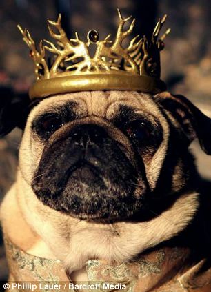 pug-joffrey