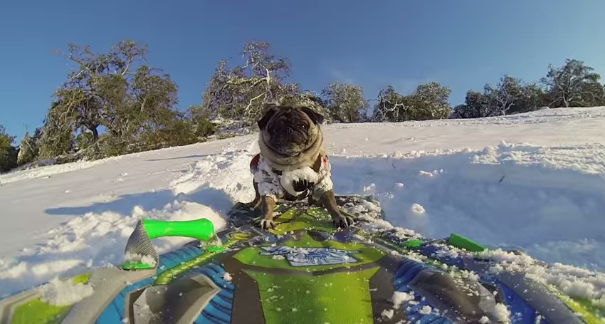 Pug snowboard