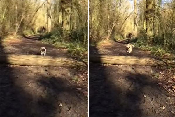 Pug tenta dar o grande salto da sua vida, mas… Assista ao vídeo