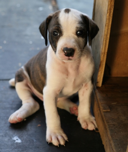 puppies-3-1383815-1600×2400