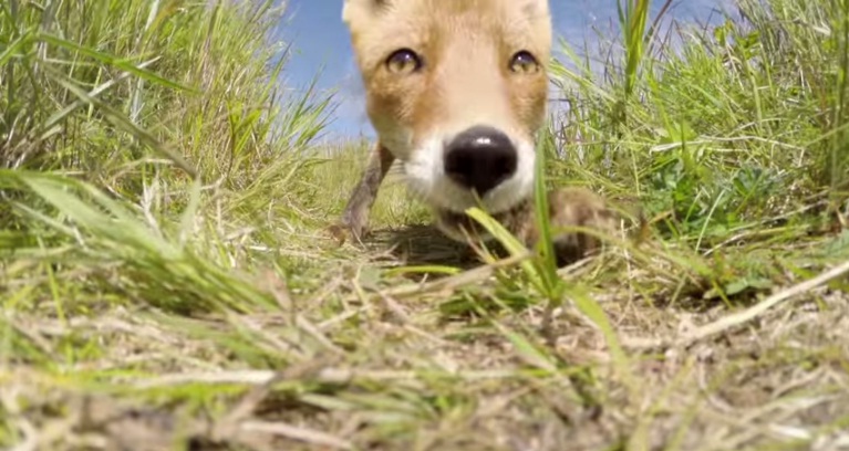 Raposa “devora” câmera de cinegrafista e ele registra tudo