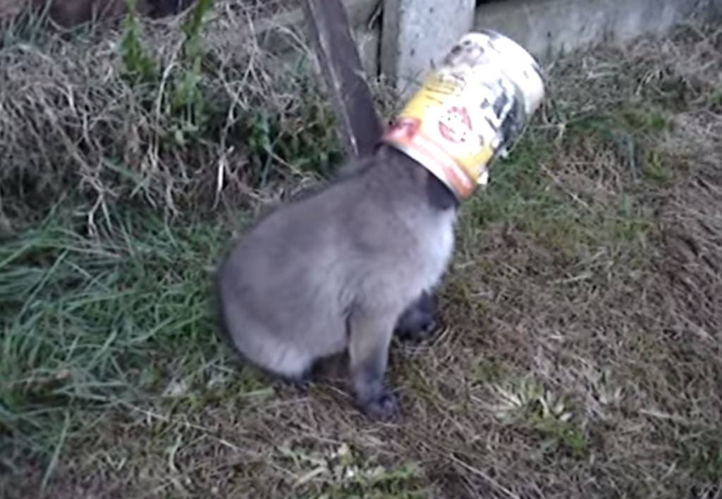 Vídeo: homem resgata filhote de raposa com cabeça presa em uma lata