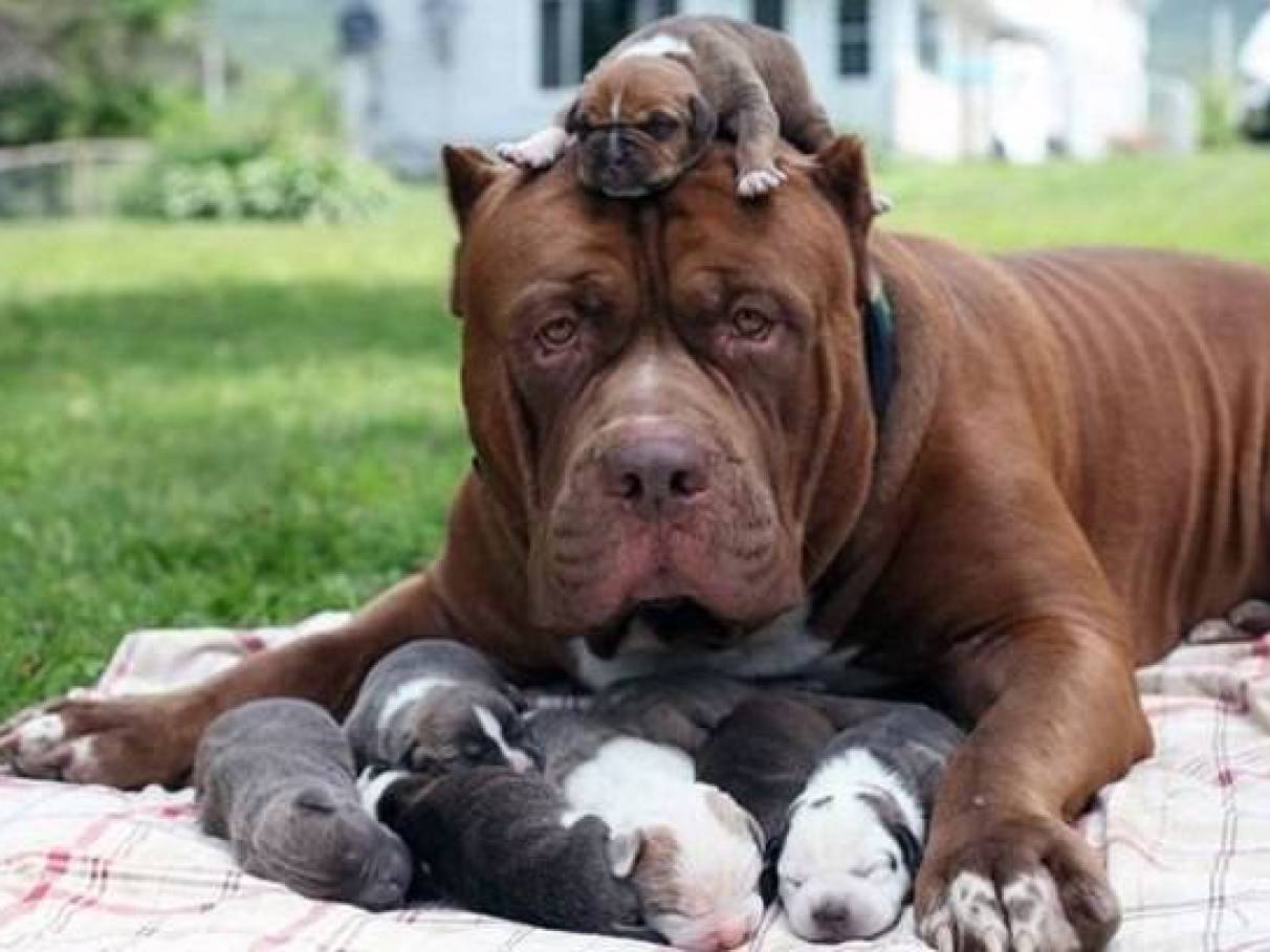 Maior pit bull do mundo tem ninhada avaliada em 1,7 milhões de