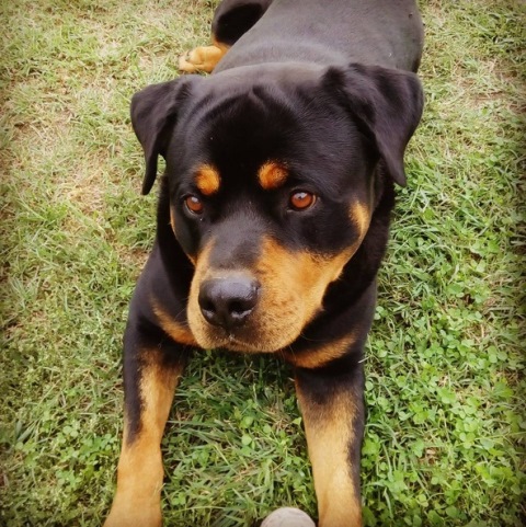 rotweiller-reprodu%c3%a7%c3%a3o-instagram-nusii041