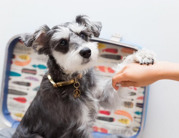 schnauzer-reprodu%c3%a7%c3%a3o-instagram-remixthedog