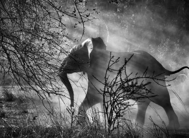 Elefante em um parque nacional na Zâmbia: andanças pelo mundo