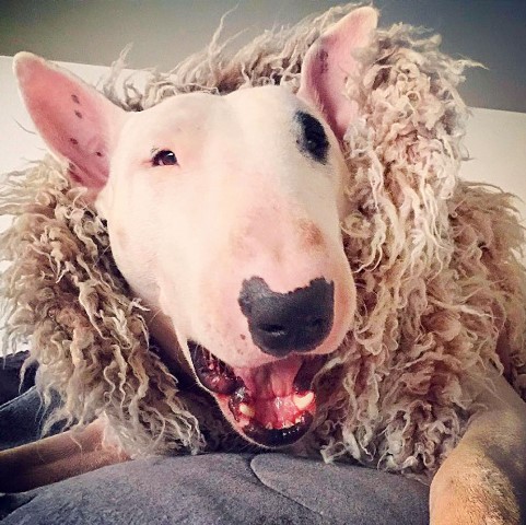 Eu e meu pet: o bull terrier Shark