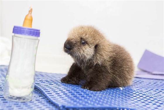 Filhote de lontra resgatado (Shedd Aquarium/Brenna Hernandez)