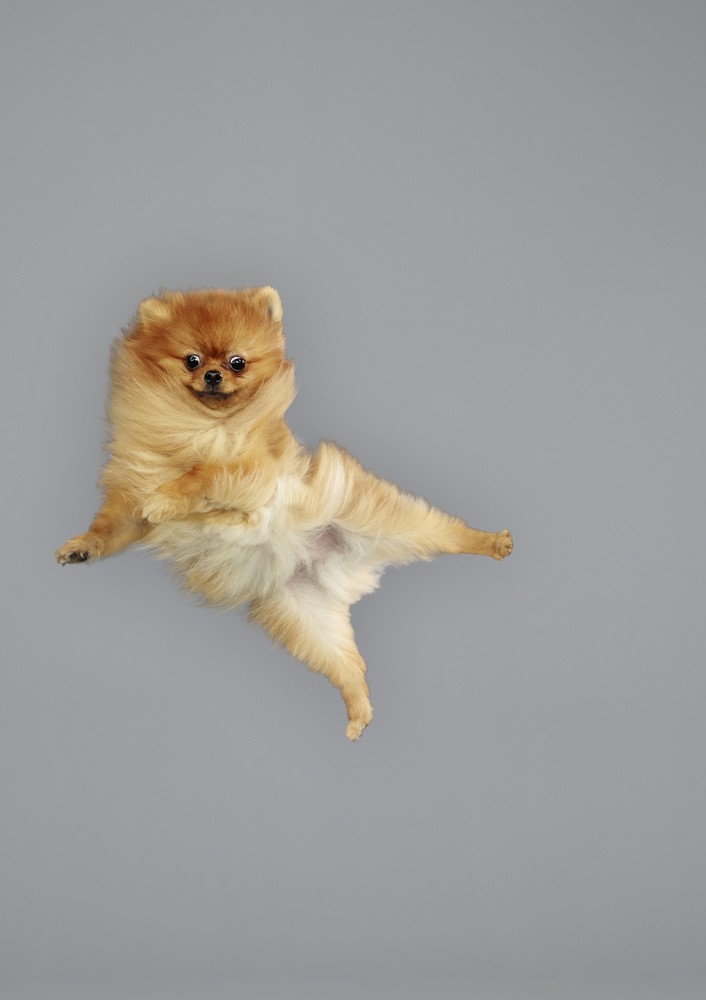 Cachorro voador