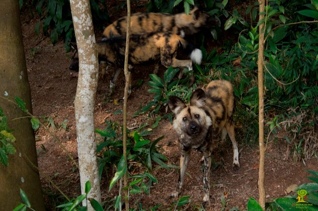 Cães-selvagens-africanos: dois casais em exposição (Foto: Paulo Gil / FPZSP)