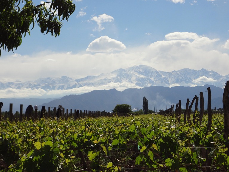 Vinhedos com os Andes ao fundo: beneficiados pelo sol da cordilheira (Fotos: divulgação)
