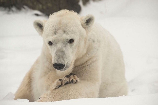 O urso polar Tasul: um dos mais velhos do planeta