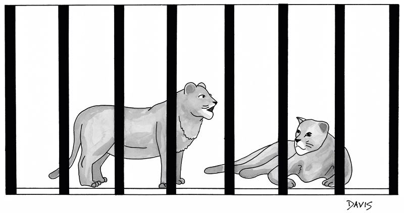 “Bom, eu chequei de novo e, definitivamente, somos nós que estamos dentro da jaula.” (Foto: Mathew Stiles Davis / The Cartoon Bank)