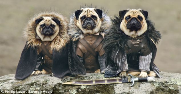 O trio de pugs: Bono como Jon Snow, Blue como Ned Stark e Roxy é Bran Stark