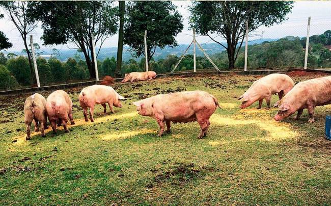 Porcos Rodoanel Santuário