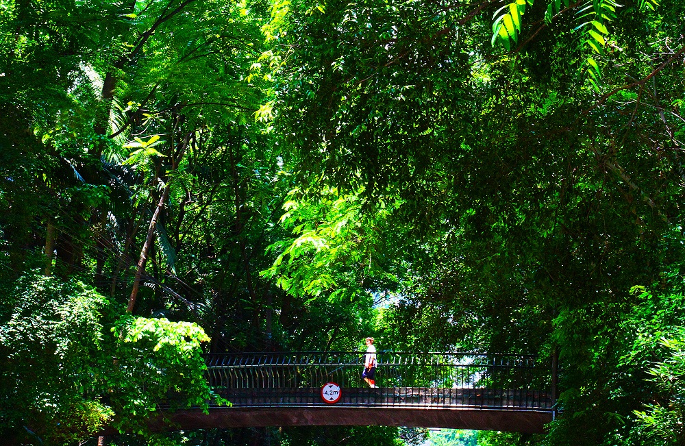 Quase uma selva no Parque Trianon Foto Ivan Dias