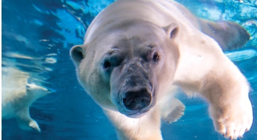 Peregrino: um dos ursos polares do local (Foto: Mario Rodrigues)