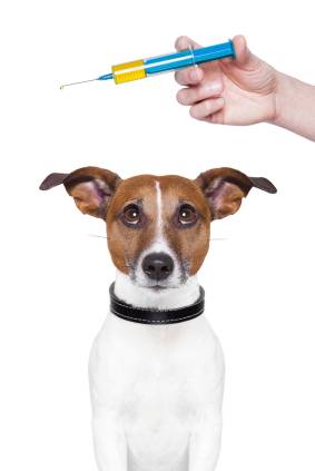 dog vaccination