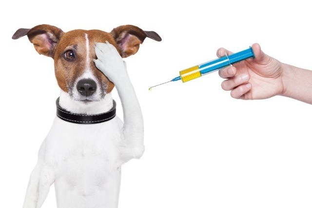 vacinação cães