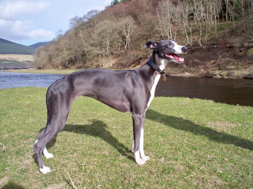 whippet-corrida