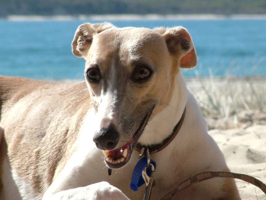 whippet2