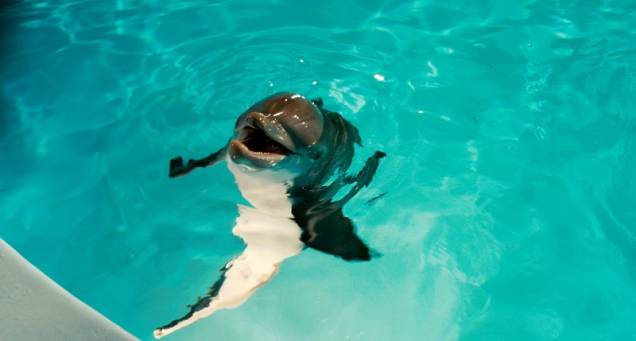 A aventura Winter, o Golfinho: história inspirada em fatos reais de um golfinho que machuca a cauda e vai parar em um aquário na Flórid A aventura Winter, o Golfinho: história inspirada em fatos reais de um golfinho que machuca a cauda e vai parar em um aquário na Flórid