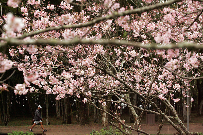 Parque do Carmo retoma Festa das Cerejeiras neste fim de semana