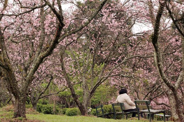 O Festival das Cerejeiras chega à 40ª edição no Parque do Carmo, na Zona Leste da cidade, no sábado (4) e domingo (5)
