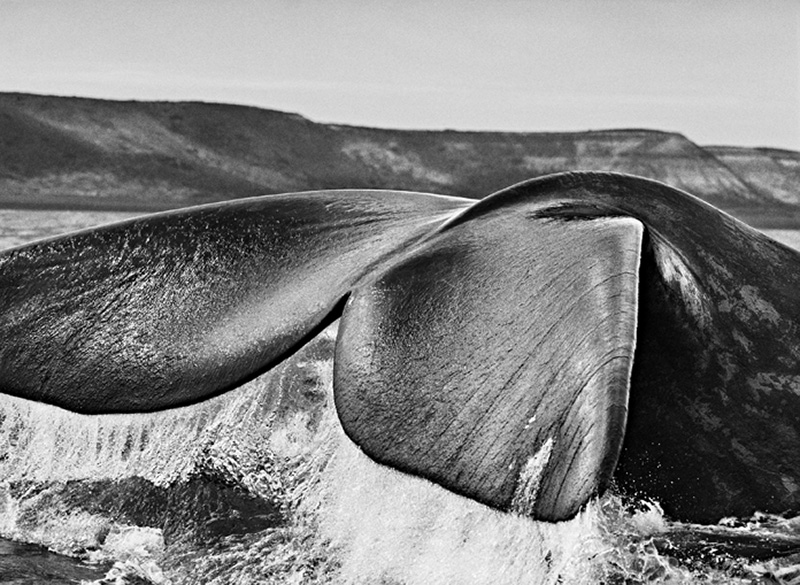 Sebastião Salgado - Genesis