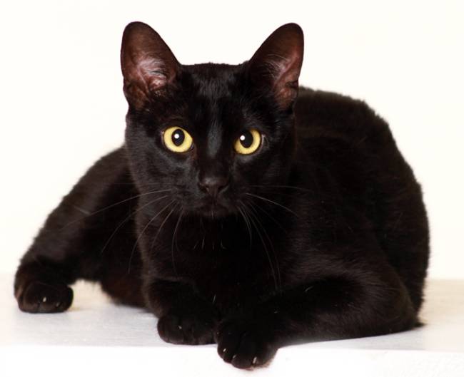gato-sexta-feira-credito-divulgacao-cao-modelo.jpeg Agência Cão Modelo Gato Sexta-Feira