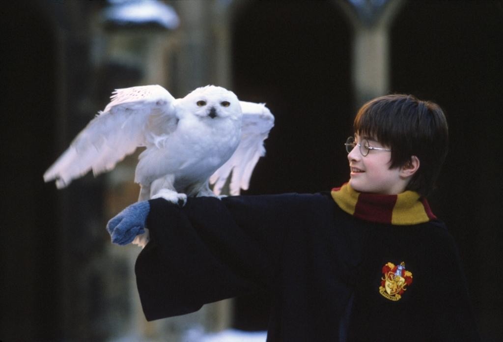 Harry Potter segura sua coruja branca