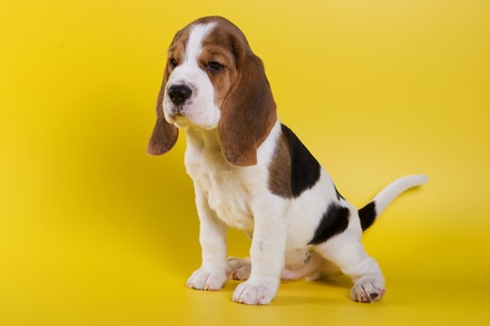 Beagle - cachorro