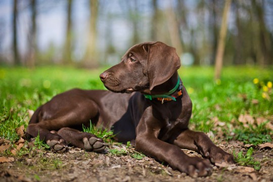 Weimaraner - cachorro