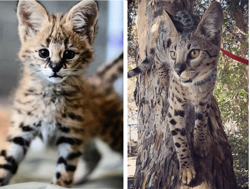 Conheça o gato gigante que virou mania nos Estados Unidos