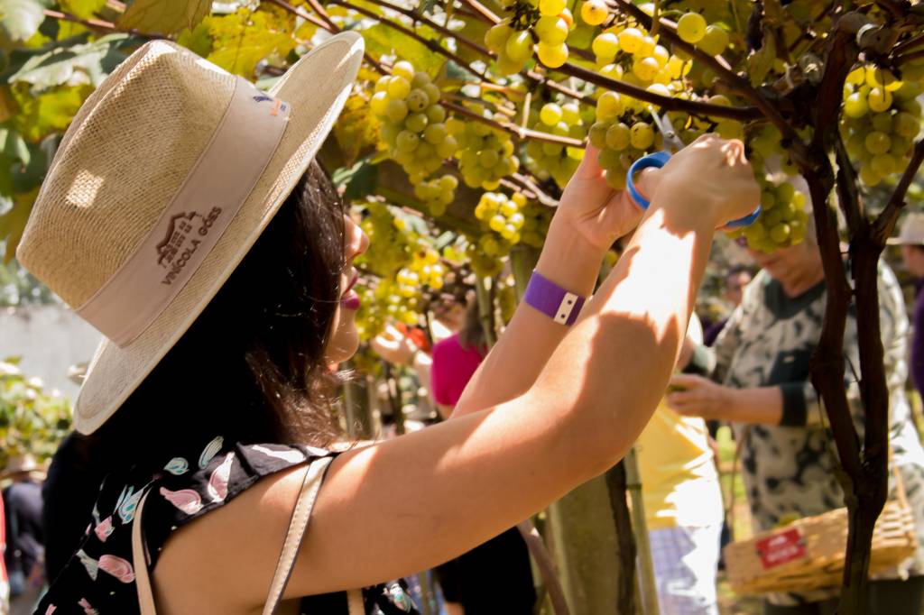 Autonomia: visitantes colhem as uvas com tesoura profissional (Créditos: divulgação)