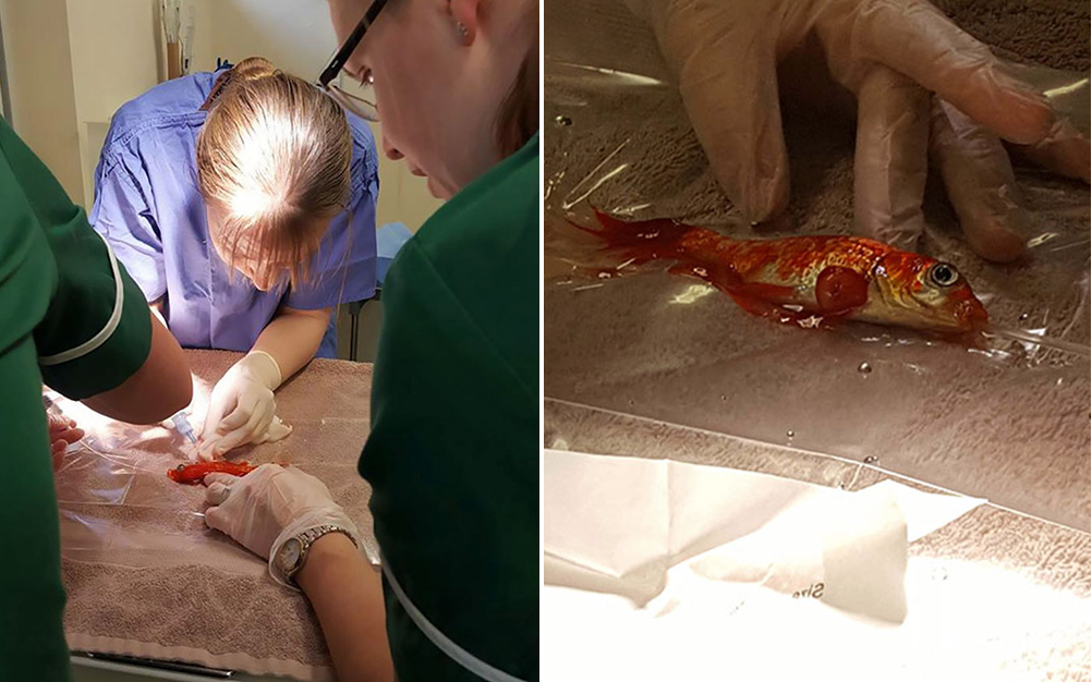 Família gasta 780 reais para operar peixe dourado com câncer