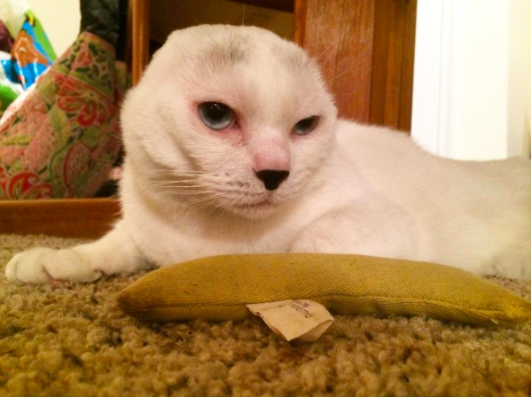O gato Otitis: encontrado em um site de adoção (Reprodução/Instagram)