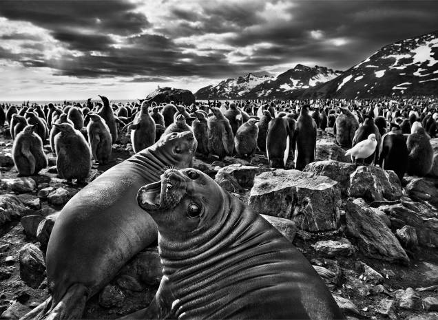 Imagem da série Gênesis
Imagem da série Gênesis
