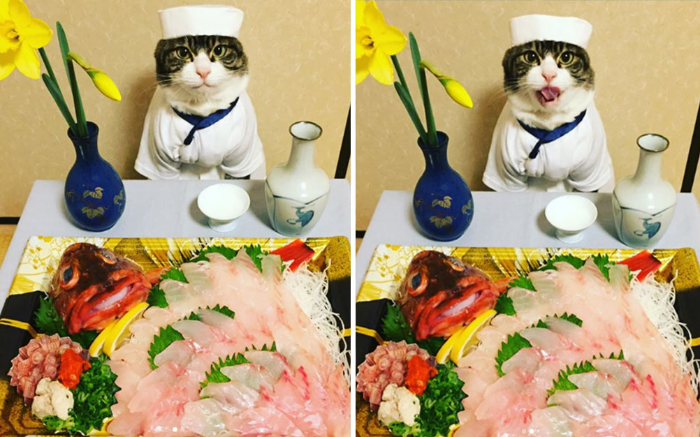 Gato faz sucesso em fotos que aparece fantasiado como chef